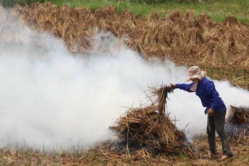 Kỳ vọng vào những giải pháp mới xử lý phế phẩm nông nghiệp