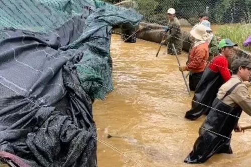 Sạt lở núi ở Quảng Ngãi làm chết gần 70 tấn cá tầm, thiệt hại hơn 8 tỷ đồng