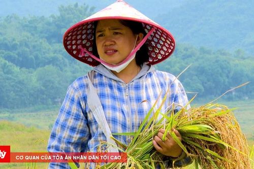 Mùa vàng trên biên cương