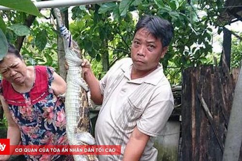Cơ quan chức năng lên tiếng vụ cá sấu xổng chuồng cắn thầy giáo