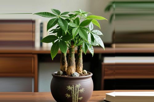 Ý nghĩa phong thủy và cách trồng, chăm sóc cây kim ngân trong nhà