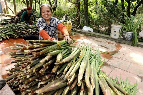 'Đặc sản' đồng quê dân dã, hút khách thị trường miền Bắc