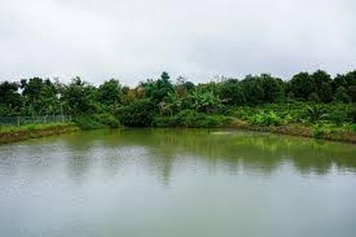 Phát hiện thi thể người đàn ông dưới ao trữ nước tưới