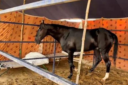 Con ngựa màu đen có giá lên tới 44,5 tỷ đồng