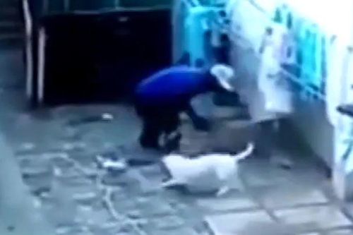 Leo tường vào trộm, thanh niên nhận 'cái kết đắng' khi gặp cặp Pitbull giữ nhà
