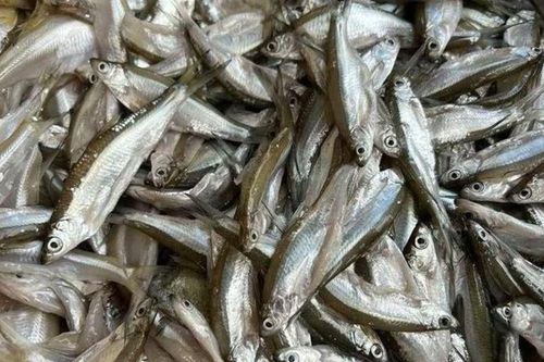 Loại cá từ 'món dành cho lợn' đến đặc sản được săn lùng