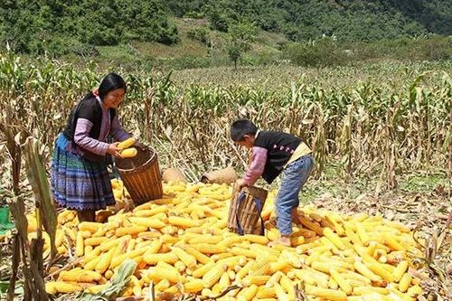 'Cõng' vốn lên non