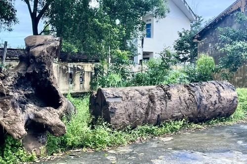 Giao Công an xã Phú Thiện xác minh làm rõ vụ đào bới bờ sông khai thác gỗ