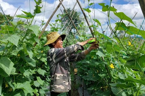 Giá rau xanh tăng, nông dân khu vực Tây Gia Lai vẫn kém vui