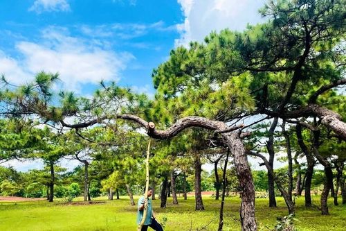 UBND tỉnh Gia Lai yêu cầu FLC bảo vệ rừng thông tại Dự án sân golf Đak Đoa