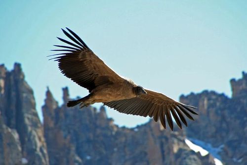 El Condor Pasa - Một điệu hồn dân ca