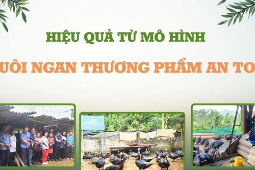 Hiệu quả từ mô hình nuôi ngan thương phẩm an toàn