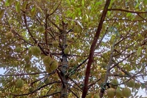 Truy xuất nguồn gốc sản phẩm, tạo niềm tin khách hàng