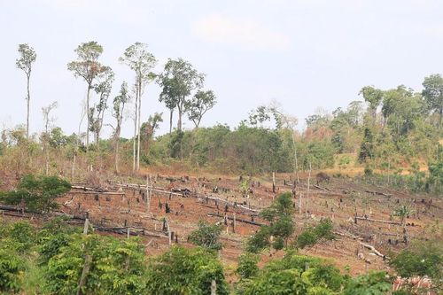 15 năm chưa xử lý được dự án làm mất hàng trăm ha rừng