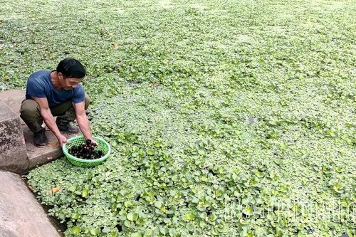 Hiền Lương: Hiệu quả từ chuyển đổi cơ cấu cây trồng, vật nuôi