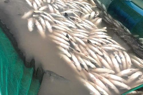 Thống kê thiệt hại số cá lồng chết do lũ ở xã Đan Điền để hỗ trợ người dân