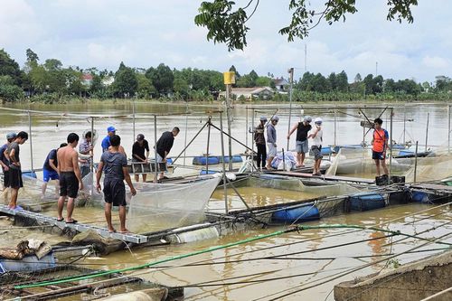 Giải cứu cá lồng ngộp nước lũ