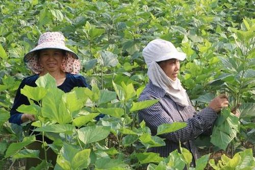 Quy Mông chuyển mình nhờ phát triển nông nghiệp xanh