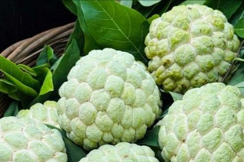 Trồng na trên núi đá giúp đồng bào dân tộc Mông thoát nghèo