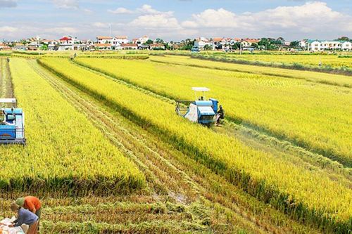 'Giải pháp tài chính - bảo hiểm toàn diện' cho Đề án 1 triệu hec-ta lúa