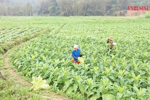 'Ánh sáng hy vọng' trong xóa đói giảm nghèo ở Cao Bằng