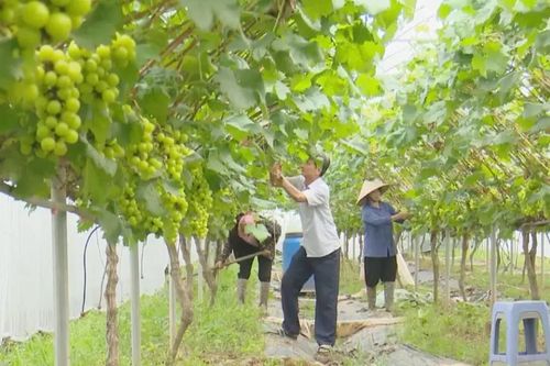 Mô hình trồng nho hướng đến phát triển du lịch cộng đồng