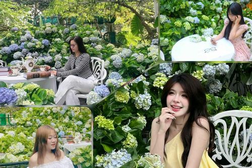 Góc vườn cẩm tú cầu 'gây sốt' giữa lòng trung tâm Cao Bằng