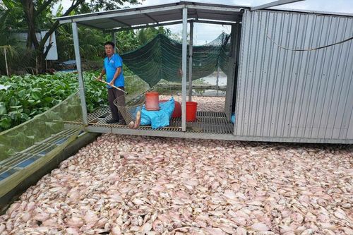 Trăm tấn cá nuôi lồng bè ở Cần Thơ chết bất thường, người dân mất tiền tỷ