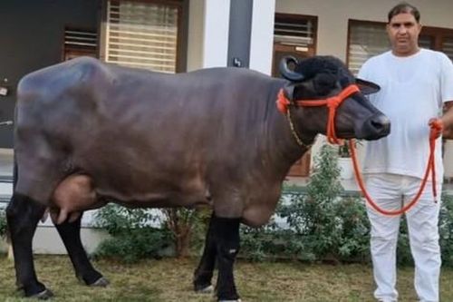 Con trâu cái 'khổng lồ' được trả 445 triệu đồng, chủ nhân vẫn từ chối bán