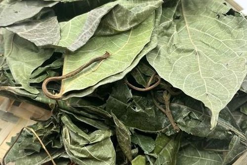 Uống lá sung khô hàng ngày có tốt không?