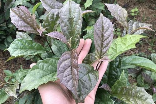 Y học cổ truyền Mường: Kho báu từ cây xạ đen và những bài thuốc xương khớp trứ danh