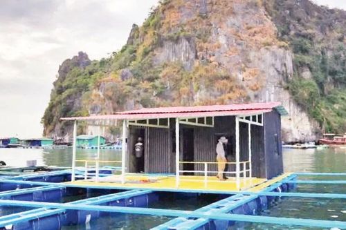 Ứng dụng khoa học-công nghệ cho nghề nuôi biển