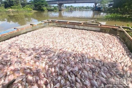 Gần 20 bè nuôi cá của người dân bị chết hàng loạt