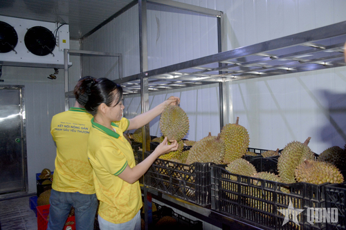 Xuất khẩu sầu riêng sang Trung Quốc trở lại bình thường