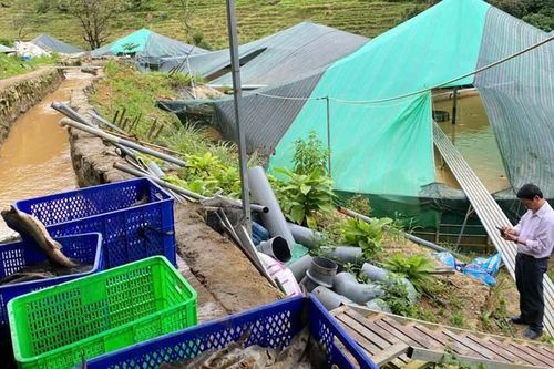 Thiệt hại 70 tấn cá tầm, trị giá 8 tỷ đồng do sạt lở đất