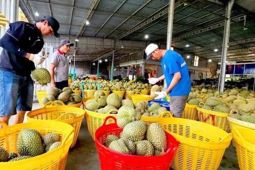 Xuất khẩu sầu riêng trở lại bình thường, thông suốt