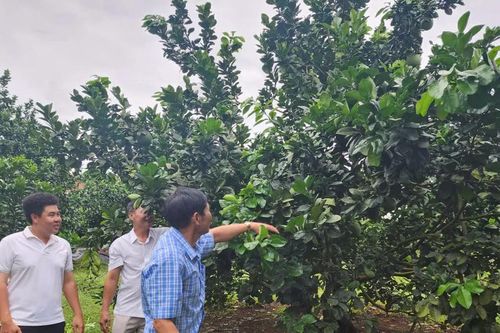 TPHCM: Nhiều nông dân trẻ vươn lên làm tỷ phú
