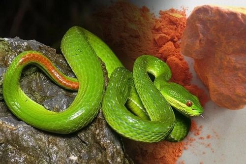 Coi chừng đuổi rắn bằng cách dân gian, có thể hại người trước khi hại rắn