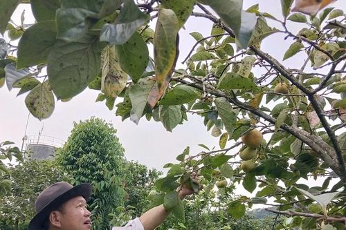 Trồng hồng giòn, nhiều hộ dân xã Phiêng Cằm thoát nghèo