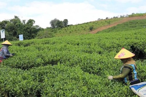 Cây chè được ví như cây xóa nghèo ở vùng cao Sơn La