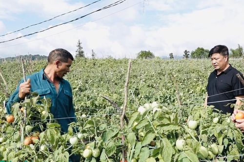 Chuyển đổi cây trồng để giảm nghèo bền vững trên vùng cao nguyên đá