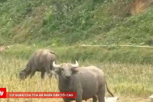 Trâu điên tấn công nhiều người ở Nghệ An