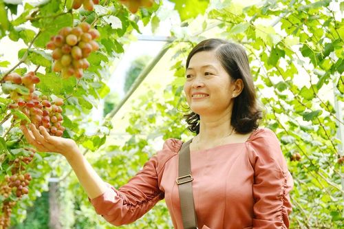 Anh nông dân Cần Thơ biến vườn nho 5.000m2 thành điểm du lịch xanh hút khách