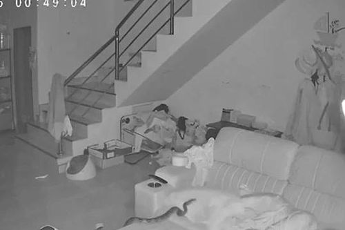 Cụ bà 70 tuổi hoảng hồn khi trăn dài 3 mét bò lên ghế sofa lúc đang ngủ