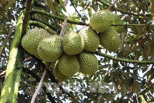 Xuất khẩu sầu riêng ổn định trở lại sau thời gian ngắn gián đoạn bởi kiểm nghiệm