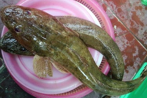 Loại cá biển bị chê vì 'nhìn phát sợ', giờ là đặc sản miền Trung được săn lùng, ăn ngon như thịt gà