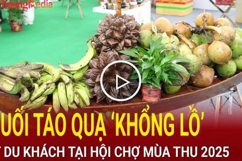 Chuối táo quạ 'khổng lồ' hút khách tại Hội chợ Mùa Thu 2025