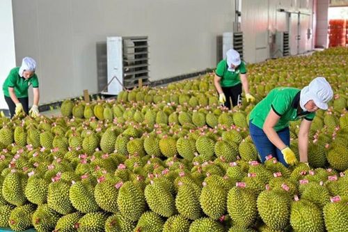 Gỡ 'nút thắt' kiểm nghiệm, xuất khẩu sầu riêng thông suốt trở lại