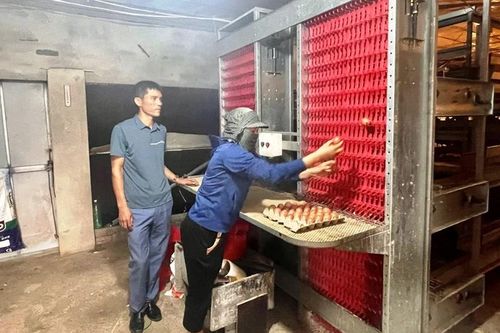 Nông dân áp dụng công nghệ cao vào chăn nuôi gà