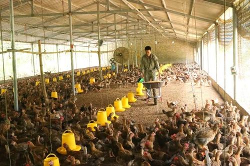 Ứng dụng công nghệ cao xây dựng chuỗi giá trị trong chăn nuôi
